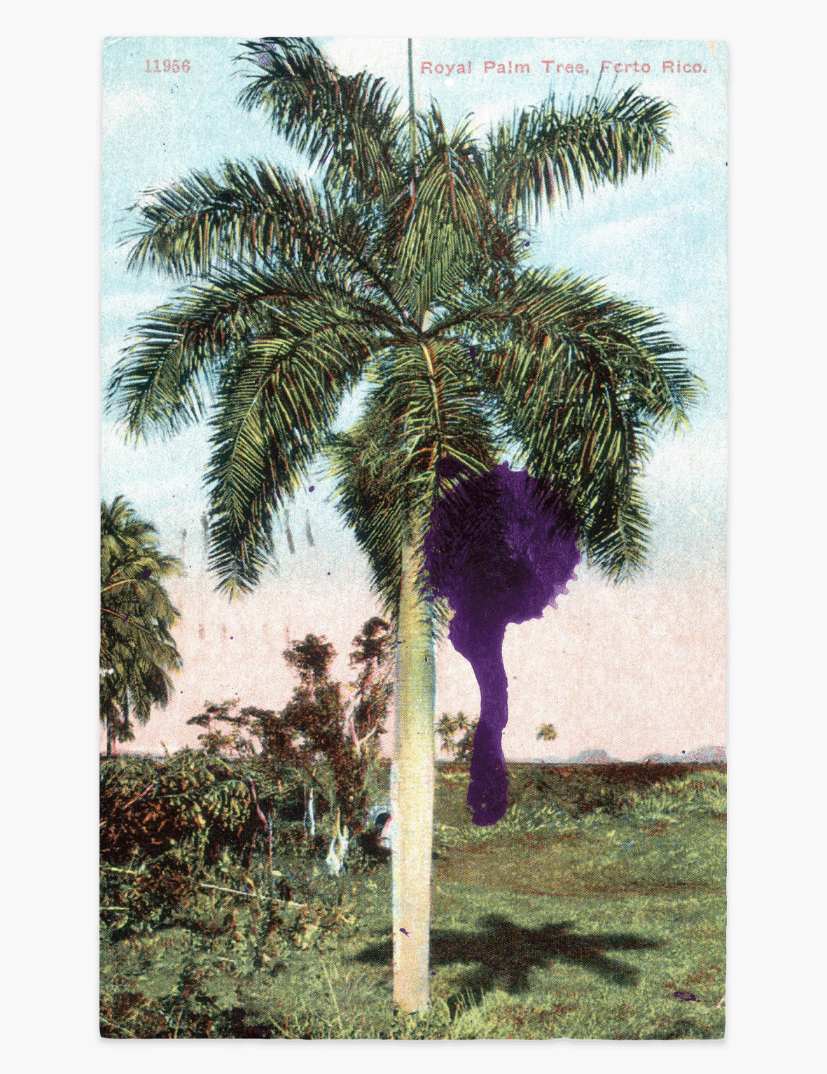 JulianSchnabel-RoyalPalm_Website_Front.png