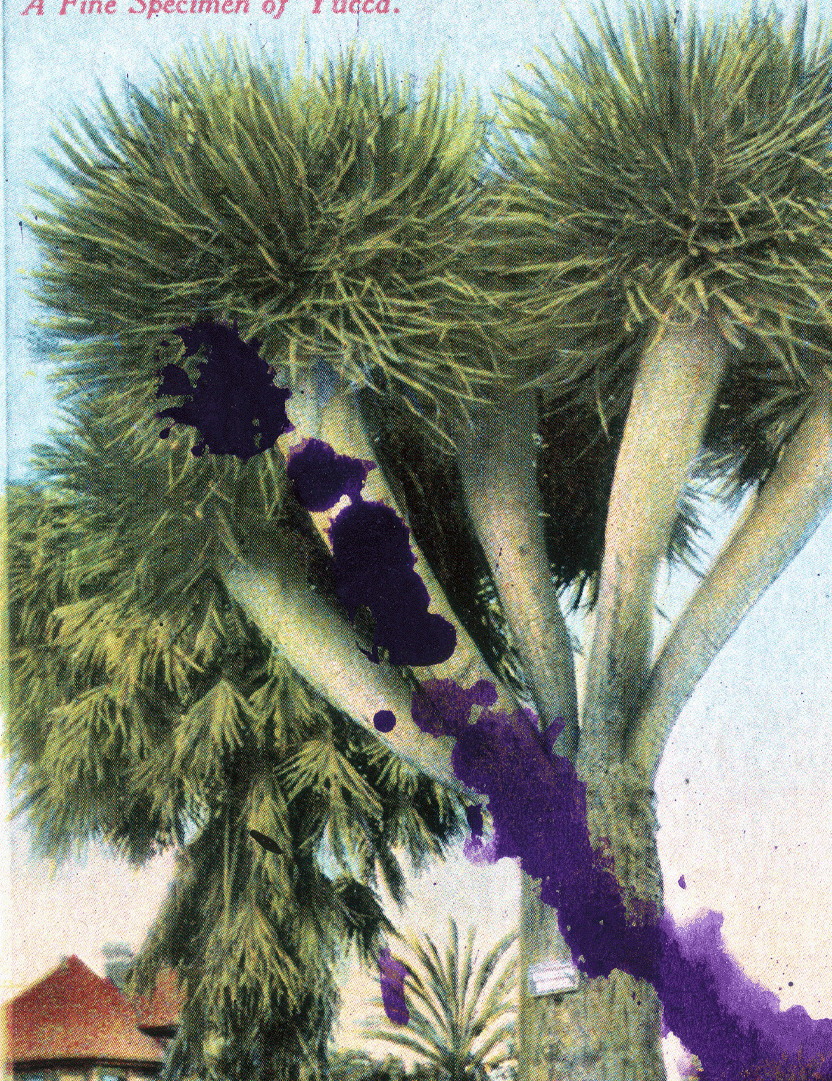 JulianSchnabel-SpecimenofYucca_CloseUp.png