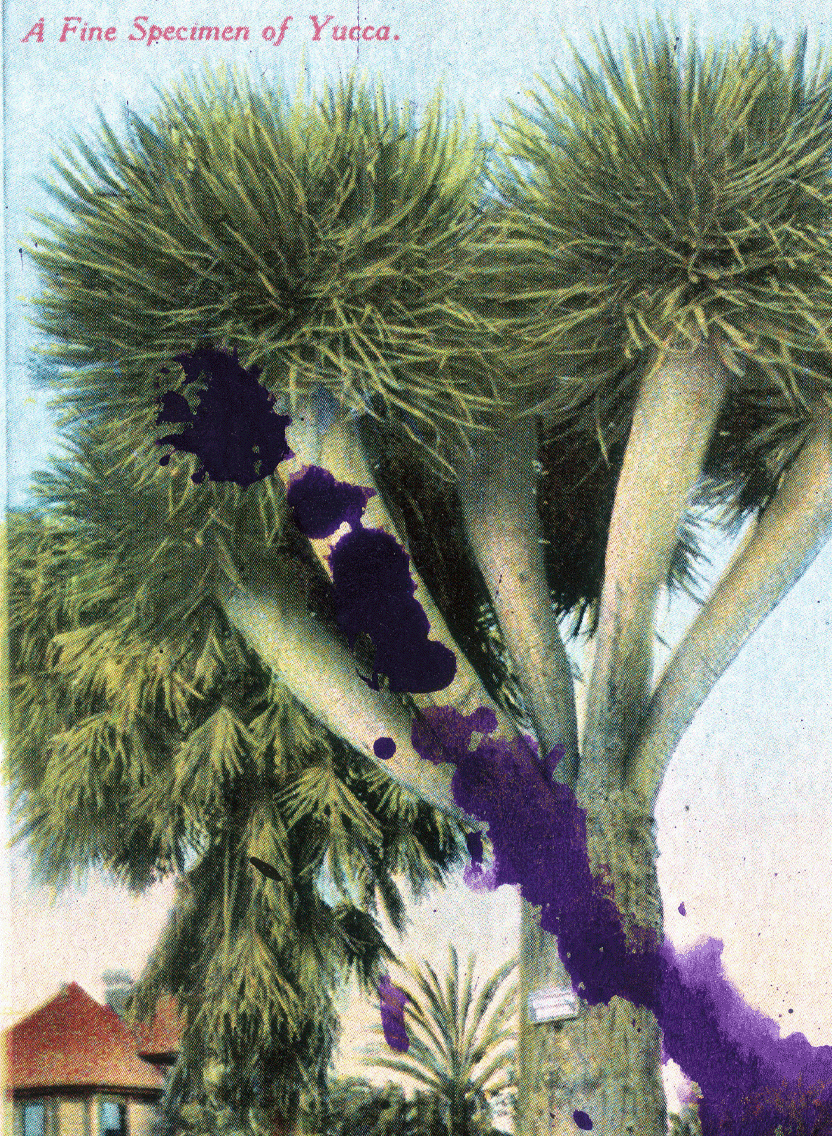 Julian Schnabel - Specimen of Yucca