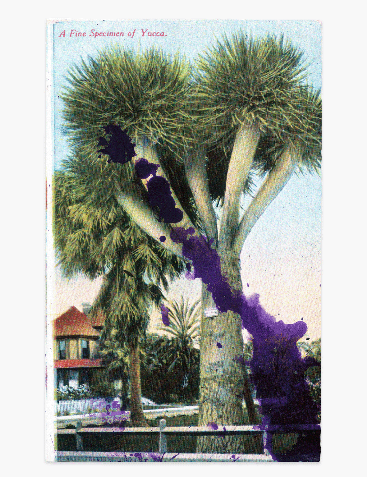 Julian_Schnabel_-_Specimen_of_Yucca_Website_Front.png